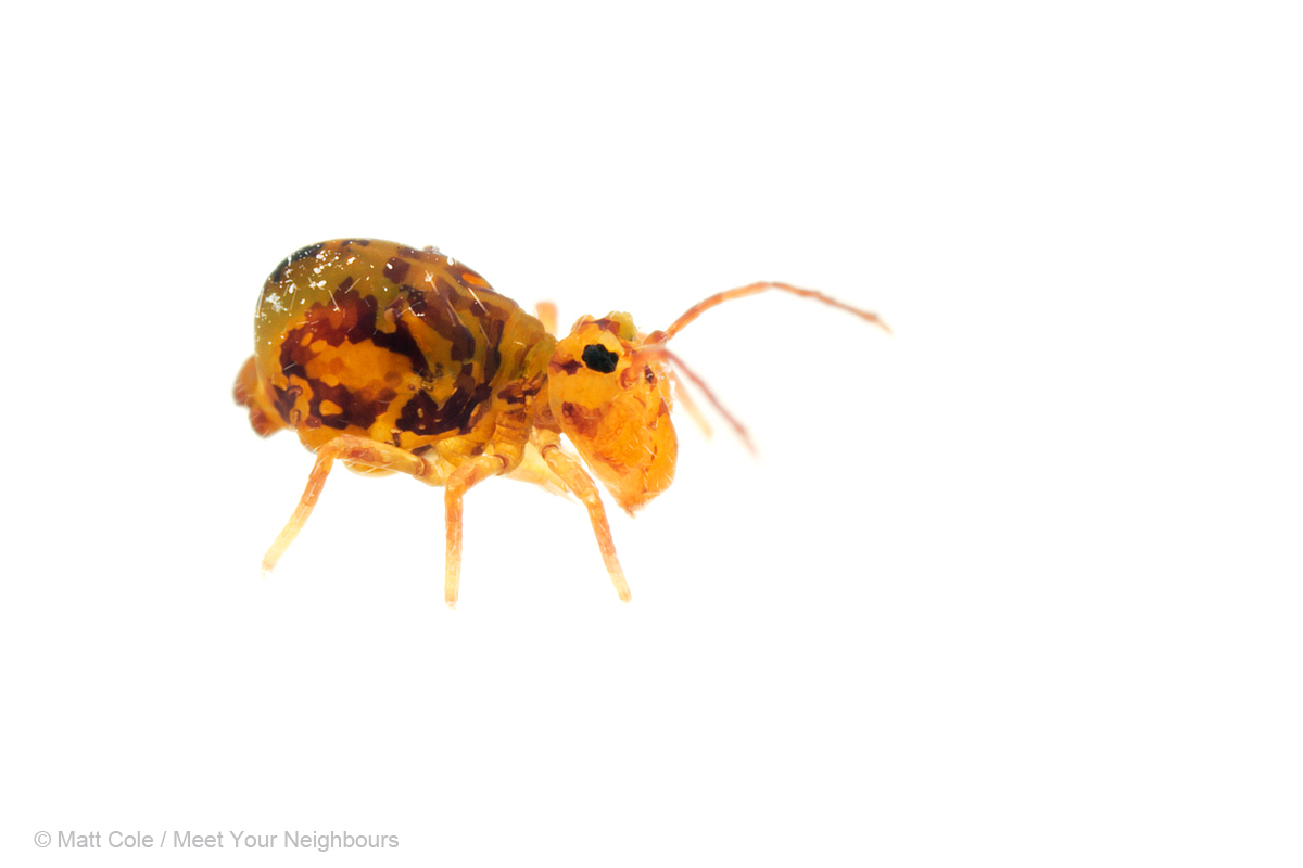 MYN Globular Springtail